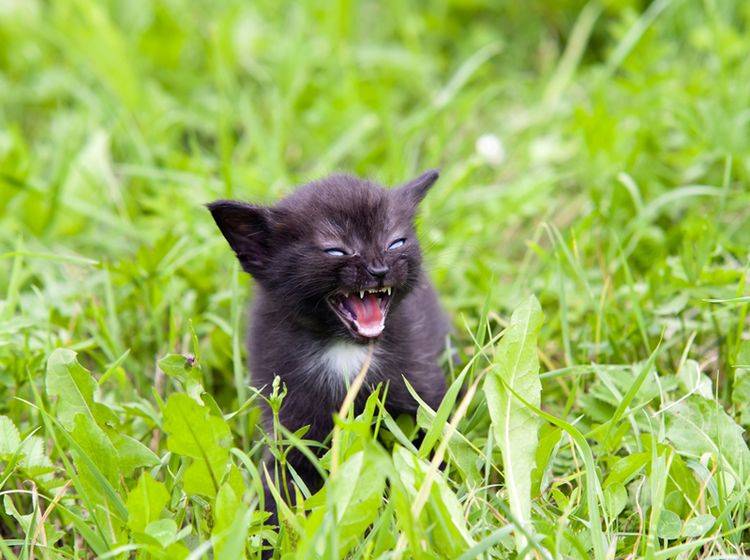 Die Symptome von Tollwut bei Katzen sind im Anfangsstadium schwer zu erkennen – Bild: Shutterstock / siloto