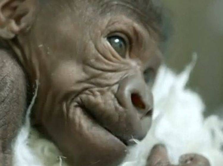 Gorilla-Baby besucht seine Mama – Bild: Myvideo
