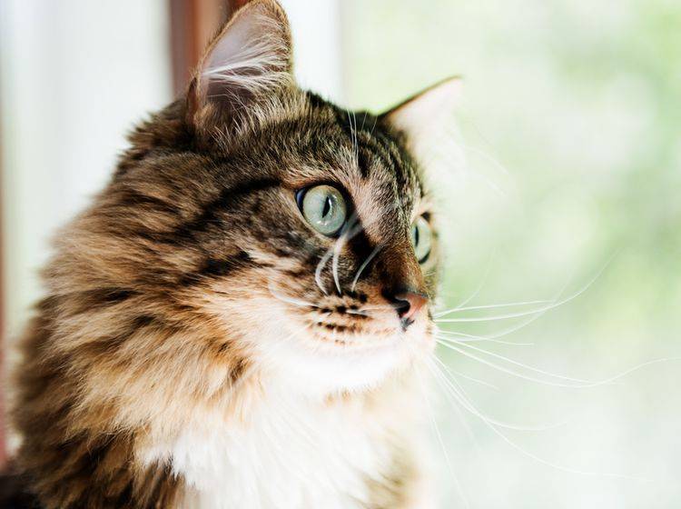 Wichtig: Kippfenster katzensicher machen – Bild: Shutterstock / Valerie Potapova
