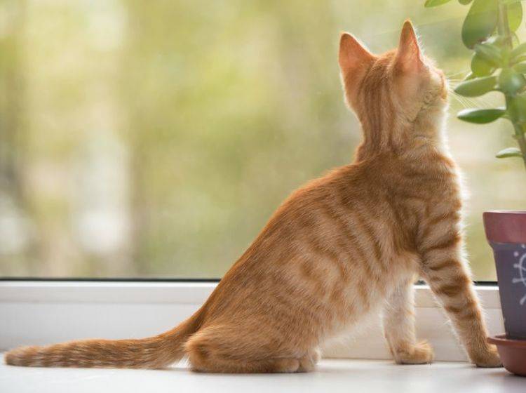 Vorsicht mit offenen Fenstern: Das Kippfenstersyndrom ist für Katzen sehr gefährlich – Bild: Shutterstock / Okssi