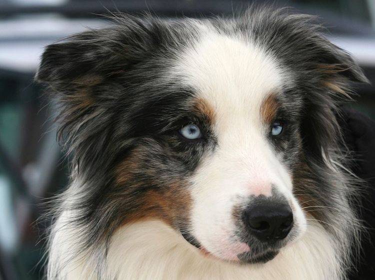 Buntes Fell, hellblaue Augen: Ein Traum, dieser Hund, oder? – Bild: Shutterstock / Cristina Annibali