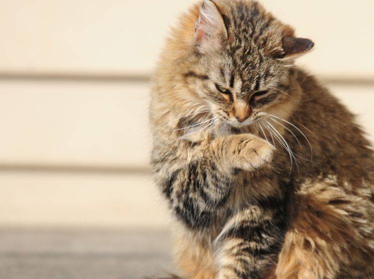 Eine struppige Katze die sich häufig kratzt könnte Haarlinge haben – Bild: Shutterstock / Nancy Bauer