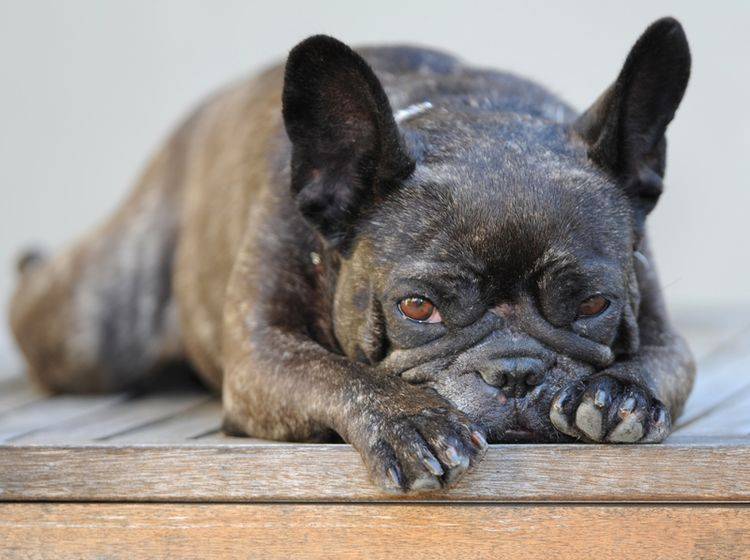 Einige Krankheiten treten besonders häufig bei Französischen Bulldoggen auf – Shutterstock / Kitch Bain