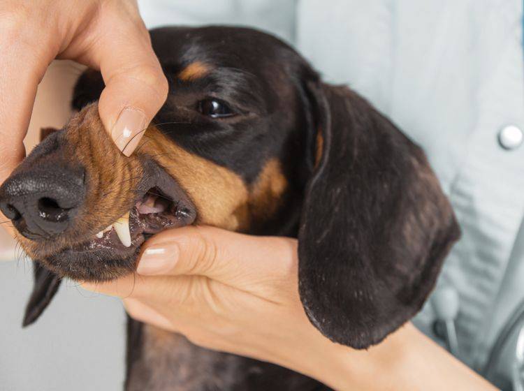 Entfernen von Zahnstein bei Hunden – Bild: Shutterstock / Poprotskiy Alexey