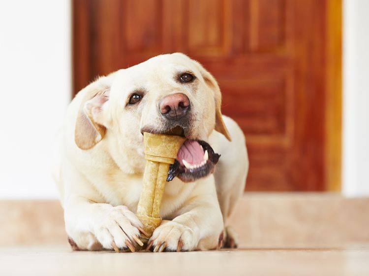 Spezielle Kauknochen können helfen, Zahnstein beim Hund vorzubeugen – Bild: Shutterstock / Jaromir Chalabala