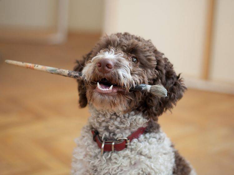 Ursachen von Zahnstein beim Hund – Bild: Shutterstock / aerogondo2