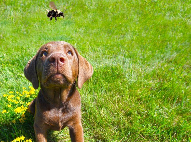 Darf der Hund Bienen und Wespen fressen? – Bild: Shutterstock / Kelly Nelson