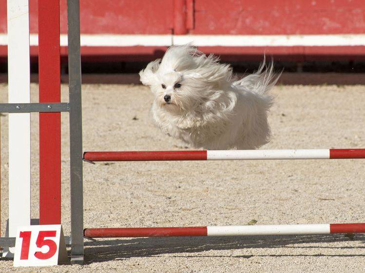 Agility mit kleinen Hunden ist im Kommen – Bild: Shutterstock / cynoclub