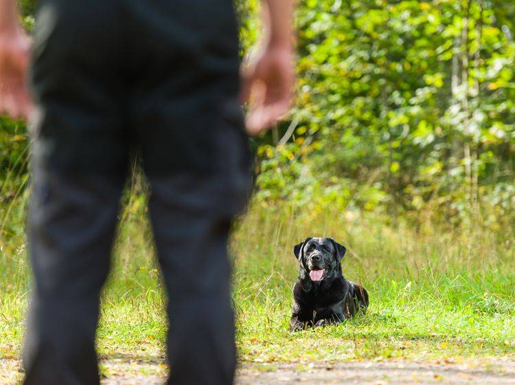 Obedience Training erfordert perfektes Zusammenspiel zwischen Mensch und Hund – Bild: Shutterstock / Jari Hindstroem