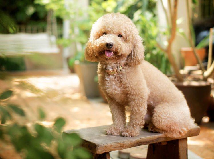 Pudel gehören zu den mittelgroßen Hunderassen, die nicht haaren – Bild: Shutterstock / Kankaitom