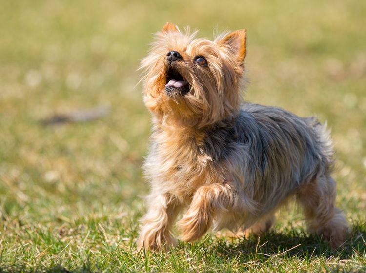 Kleine Hunderassen, die nicht haaren: Der Yorkshire Terrier gehört dazu – Bild: Shutterstock / Jennay Hitesman