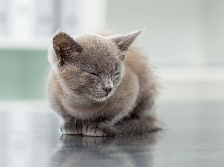 Hautpilz bricht meist nur bei jungen und kränklichen Katzen aus – Bild: Shutterstock / wavebreakmedia