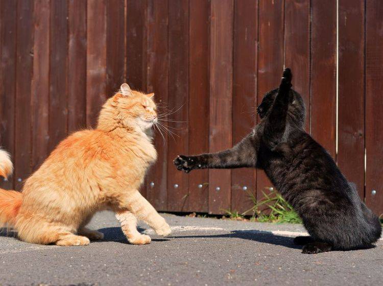 Meist werden Katzen im Kampf gebissen – Bild: Shutterstock / DavidTB