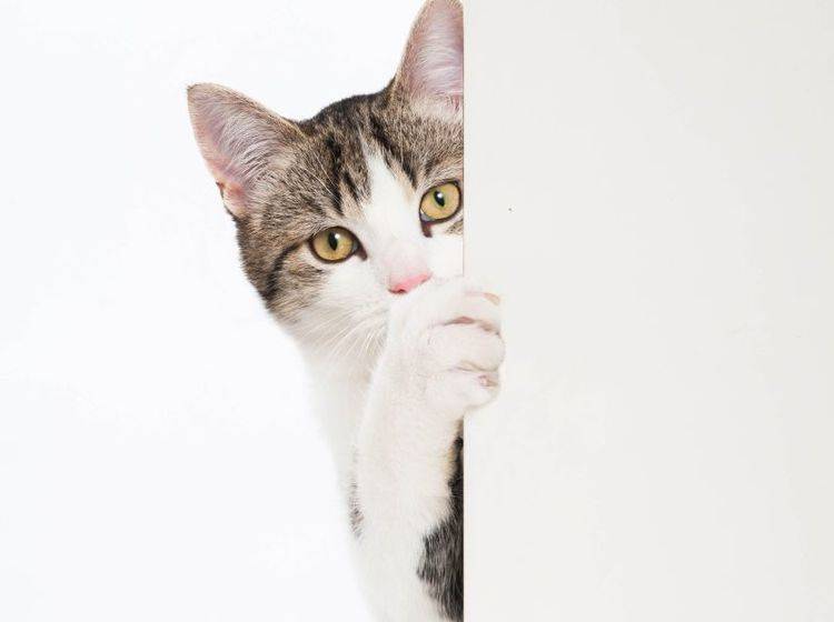 Wie man es dreht und wendet: Katzen sind keine Fans von geschlossenen Türen – Bild: Shutterstock / Dora Zett