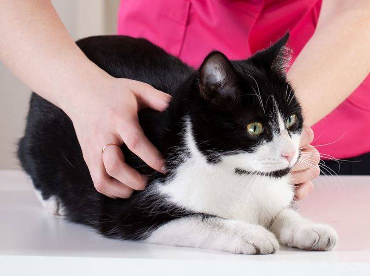 Beim Tierarzt wird die Bisswunde zunächst genau untersucht – Bild: Shutterstock / Photographee.eu