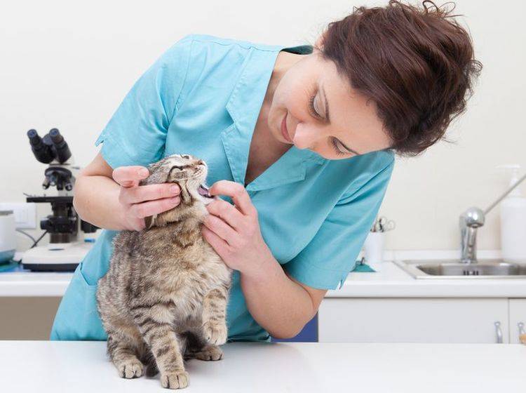 Die Behandlung einer Zahnfleischenzündung bei Katzen erfolgt beim Tierarzt – Bild: Shutterstock / sematadesign