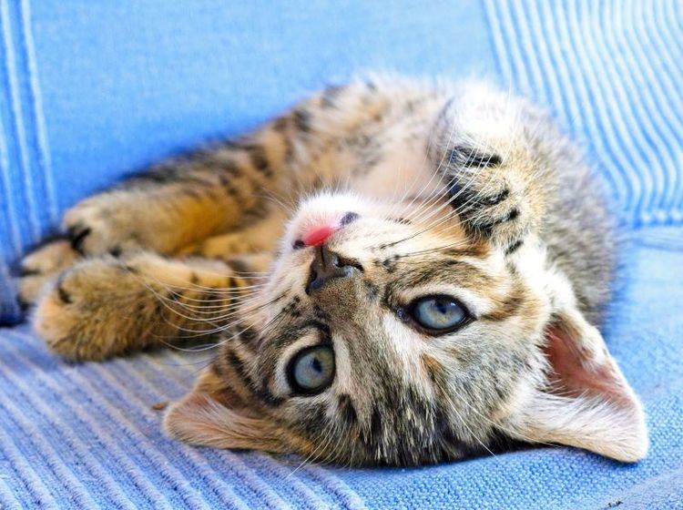 Für Katzen gilt: Krallen bitte nur am Kratzbaum wetzen! – Bild: Shutterstock / devy