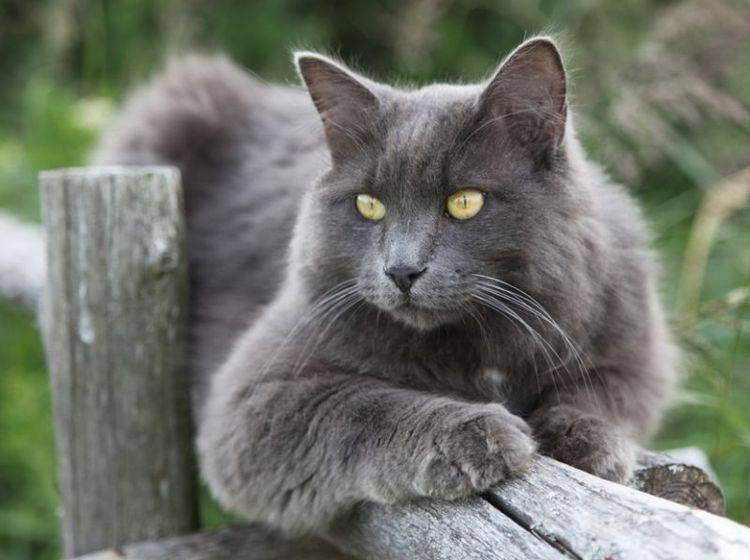 Traumhaftes Aussehen, zartes Wesen: Die Nebelung Katze – Bild: Shutterstock / Angel721