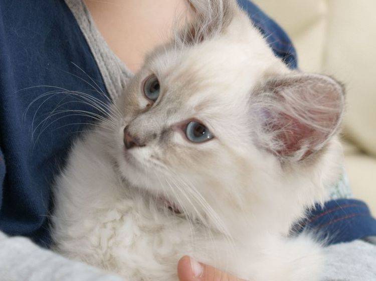 Die liebevolle Ragdoll Katze muss man einfach gern haben! – Bild: Shutterstock / cath5