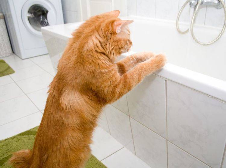 Darf man Katzen baden? Wen es nach ihnen geht, sicher nicht – Bild: Shutterstock / Asasirov