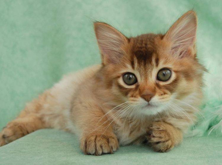 Die Somali-Katze ist eng mit der Abessinierkatze verwandt. Das sieht man auch, oder? – Bild: Shutterstock / Sarah Newton