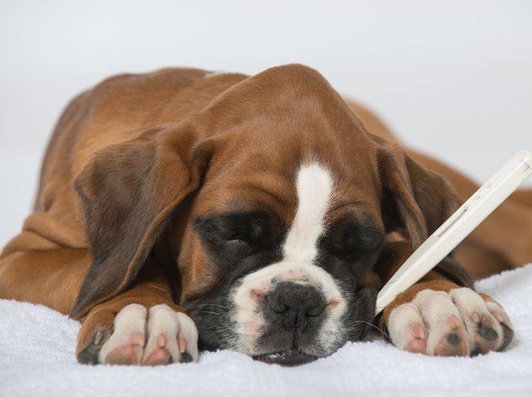 Leishmaniose beim Hund wird vor allem durch Mücken in südlichen Ländern übertragen – Bild: Shutterstock / Dora Zett