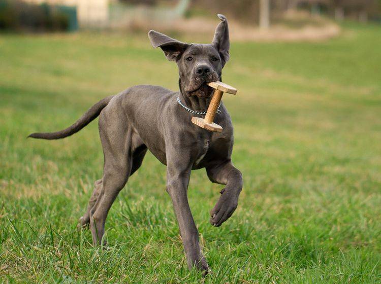 Die Dänische Dogge ist eine der größten Hunderassen der Welt – Bild: Shutterstock / MF Photo