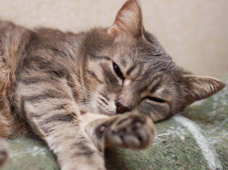 Die Behandlung der Katze mit Rheuma dient vor allem der Schmerzlinderung – Bild: Shutterstock / Katerina Makymenko