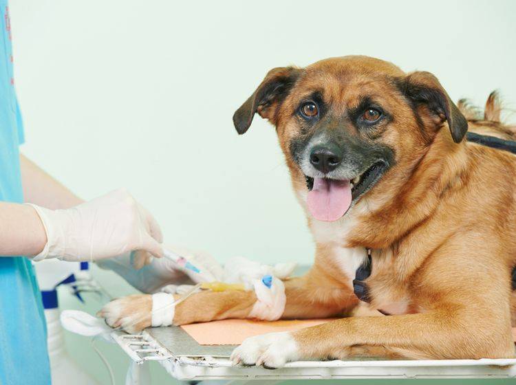 Sind wirkliche alle Reiseimpfungen für Ihren Hund sinnvoll? – Bild: Shutterstock / Dmitry Kalinovsky