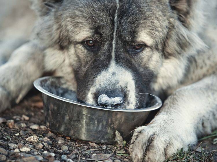 Ist rohes Fleisch für Hunde gesünder als verarbeitetes? – Bild: Shutterstock / chaoss