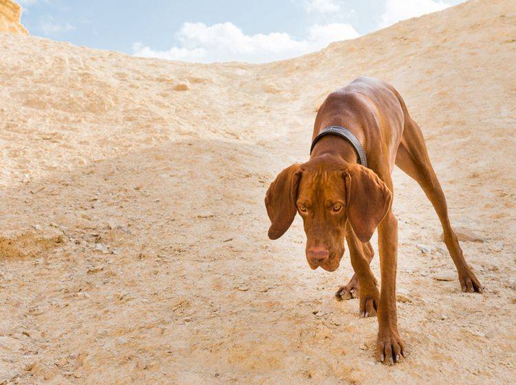 Taumeln und Apathie sind Anzeichen, an denen Sie einen Hitzschlag beim Hund erkennen – Bild: Shutterstock / Evgeny Subbotsky