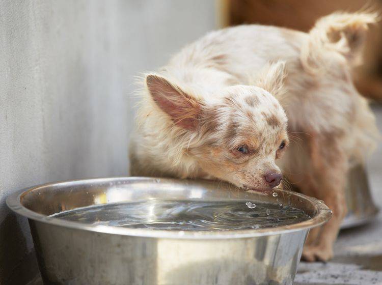 Ist Eiswasser für Hunde eine gute Idee? – Bild: Shutterstock / Jaromir Chalabala