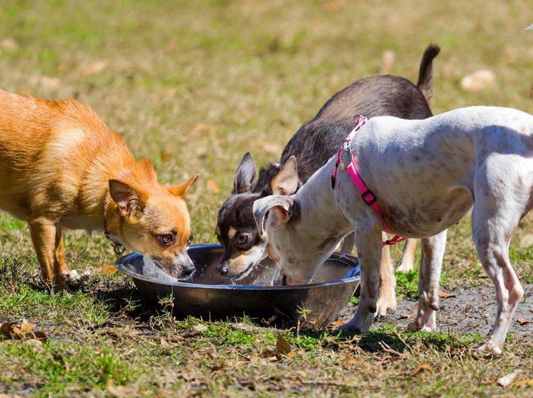 Die anderen Tiere sind wichtig dafür, dass Ihr Hund sich in der Tierpension wohlfühlt – Bild: Shutterstock / Drew Horne