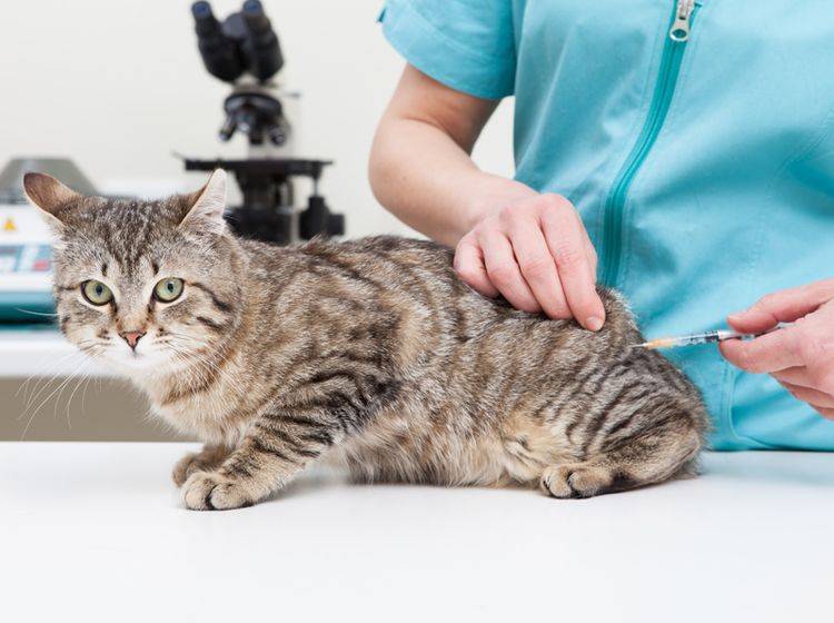 Die Behandlung von Katzenpilz sollte möglichst schnell erfolgen – Bild: Shutterstock / sematadesign