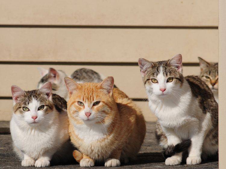 Katzenpensionen sind gute Tipps für die Ferienzeit – Bild: Shutterstock / Nancy Bauer