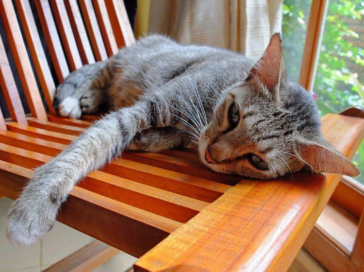 Besonders ältere Katzen leiden häufig unter Rheuma – Bild: Shutterstock / Komar