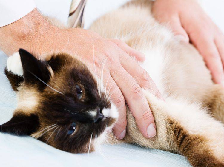 Ein schwacher Bewegungsdrang ist eines der typischen Symptome bei Katzenrheuma – Bild: Sergey Nivens