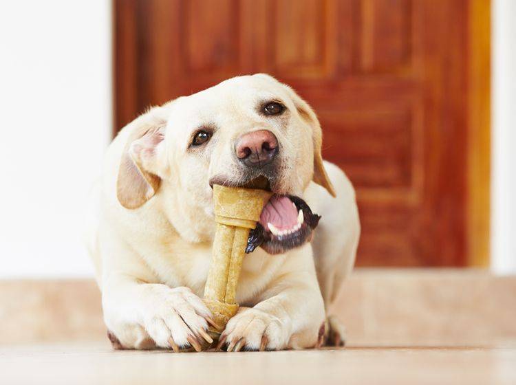 So lecker kann Zahnpflege für Hunde sein – Bild: Shutterstock / Jaromir Chalabala