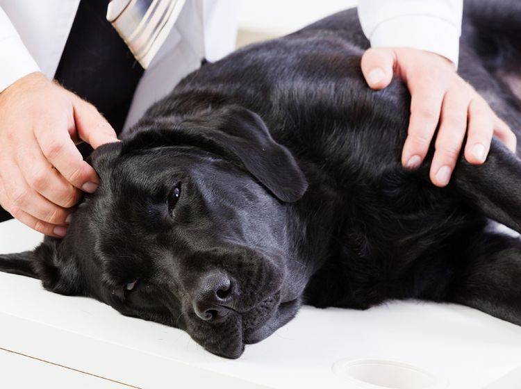 Trägheit und Fieber können Symptome der Leishmaniose beim Hund sein – Bild: Shutterstock / Sergey Nivens