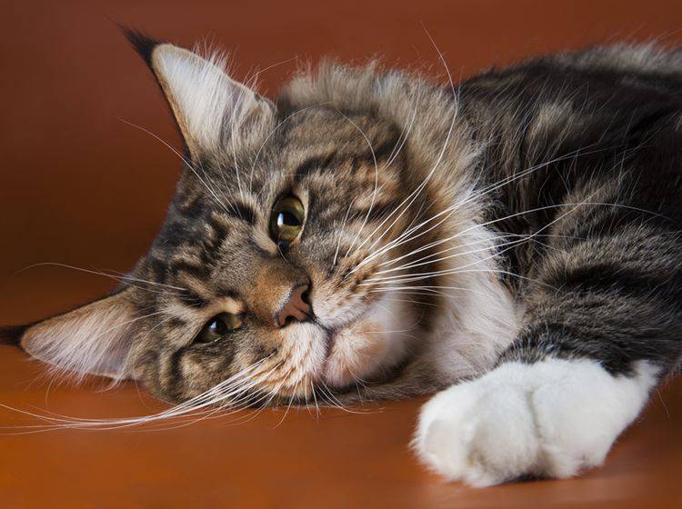 Die Maine Coon gehört zu den ruhigen Katzenrassen – Bild: Shutterstock / kuban_girl
