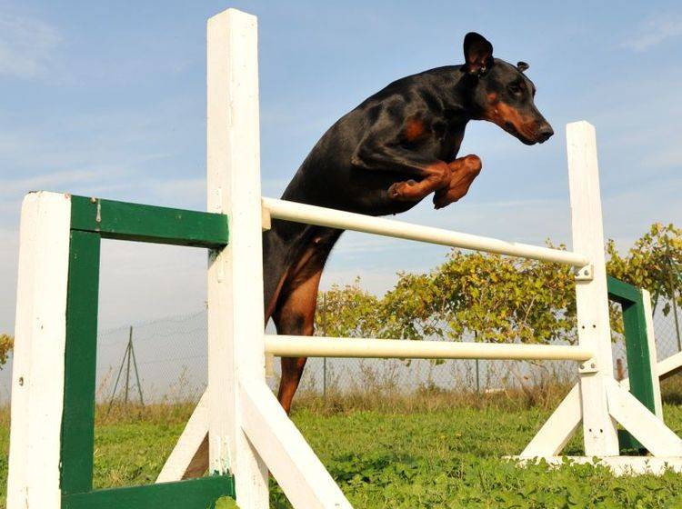Auslastung durch Hundesport & Co. ist für den Dobermann sehr wichtig – Bild: Shutterstock / cynoclub