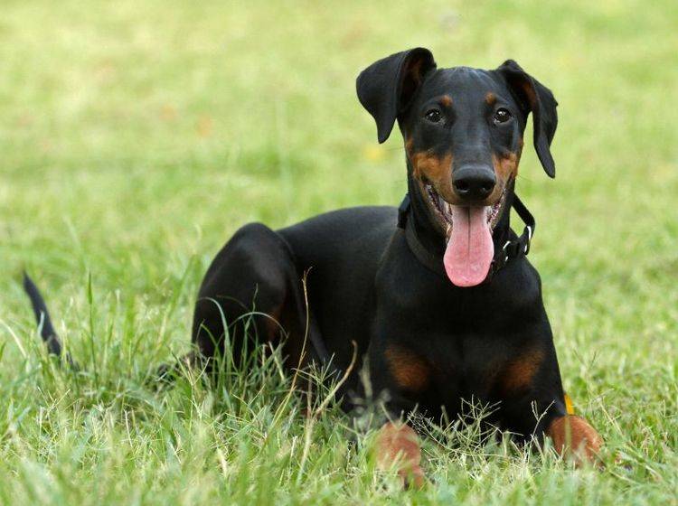 Die Erziehung eines Dobermanns ist leicht für erfahrene Hundebesitzer – Bild: Shutterstock / Ross Stevenson