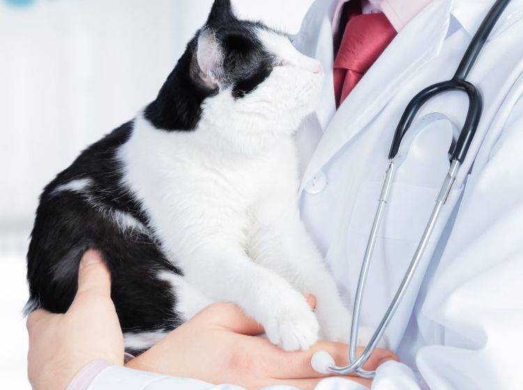 Ataxie bei Katzen kann bei von Krankheiten oder Verletzungen verursacht werden – Bild: Shutterstock / Poprotskiy Alexey