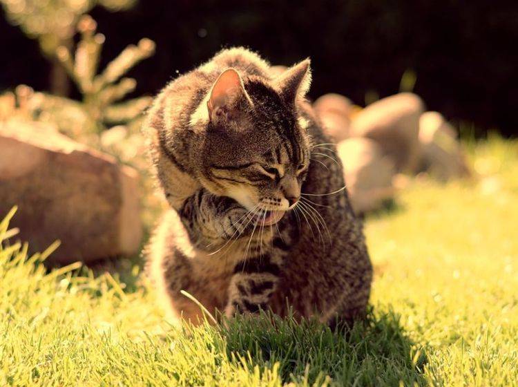 Sommer mit Katzen: Tipps für Erfrischung und Abkühlung – Bild: Shutterstock / DavidTB