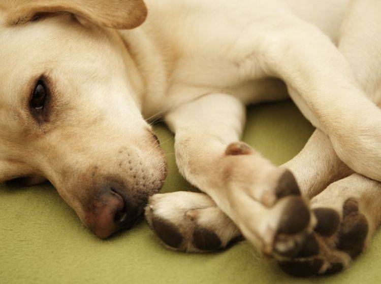 Kreuzbandriss beim Hund: Betroffene Tiere bewegen sich plötzlich ungern – Bild: Shutterstock / Jaromir Chalabala