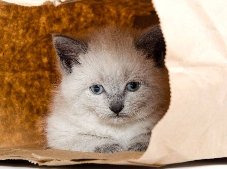 Spielen mit Katzen: Einfache Dinge wie Papiertüten sind oft besonders spannend! – Bild: Shutterstock / Tony Campbell