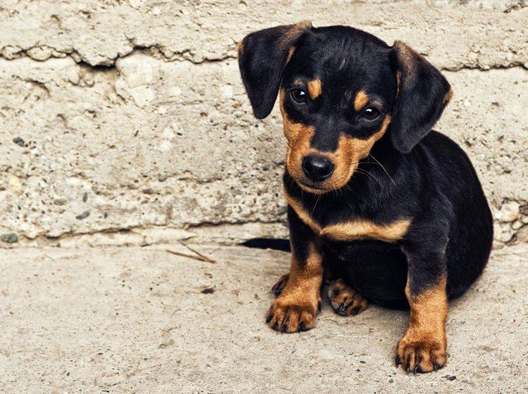 In Stresssituationen können Rescue-Tropfen für Hunde Abhilfe schaffen – Bild: Shutterstock / igor.stevanovic