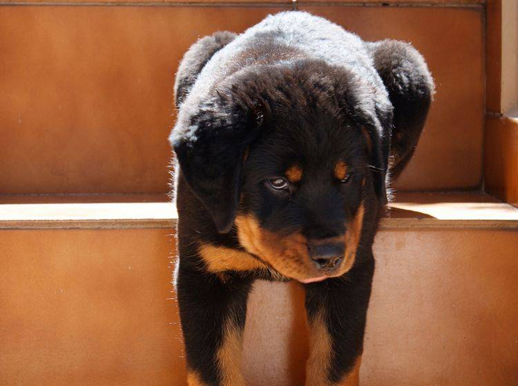Treppensteigen tut nicht allen Hunden gut – Bild: Shutterstock / Luis-Carlos-Torres