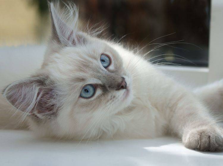 Ragdolls gehören zu den großen Katzenrassen – Bild: Shutterstock / cath5