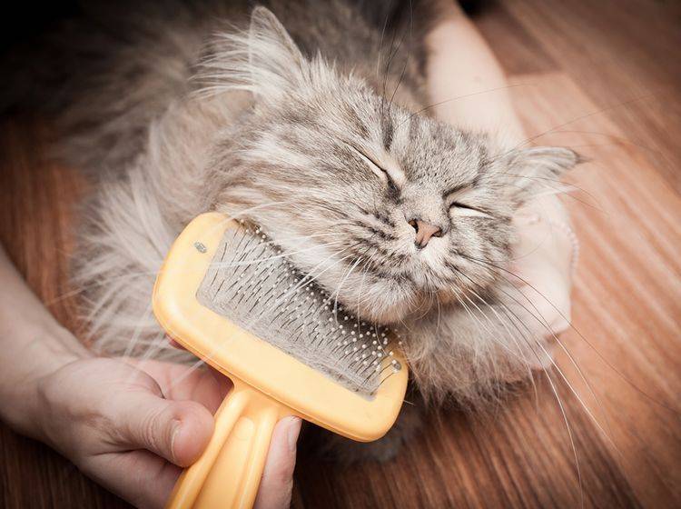 Tipps für die Katzenfellpflege mit Furminator – Bild: Shutterstock / Telekhovskyi